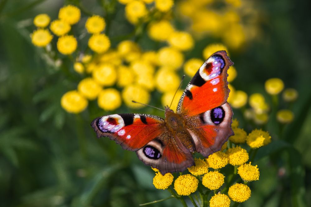 Photograph by Андрей Лекомцев