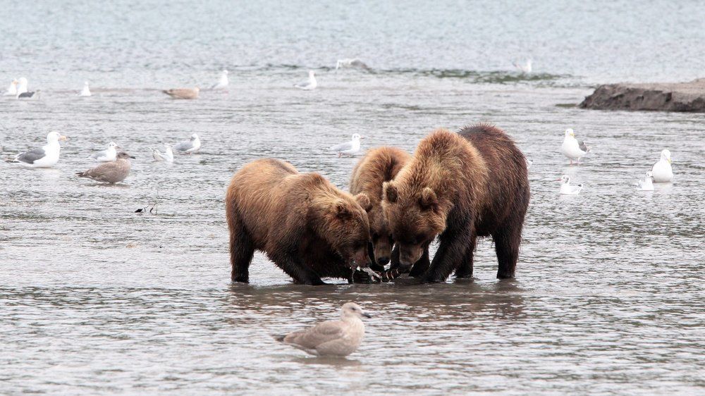 Семья за обедом