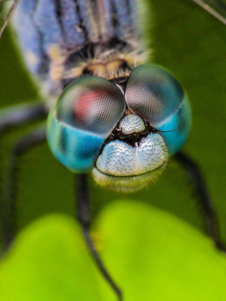 upclose with a Blue Dragon