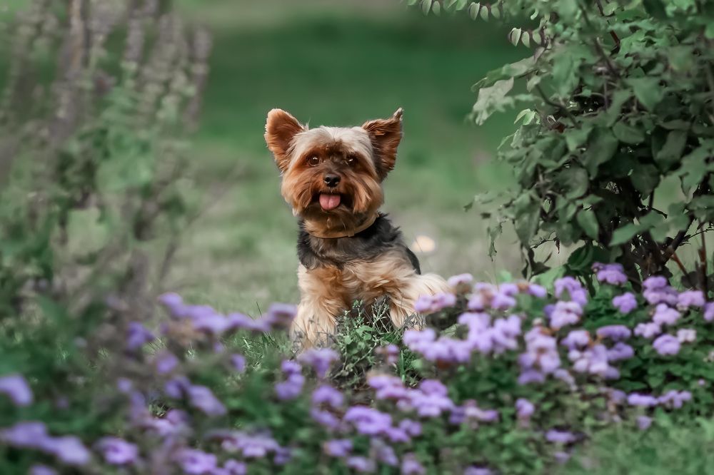 Портрет в цветах