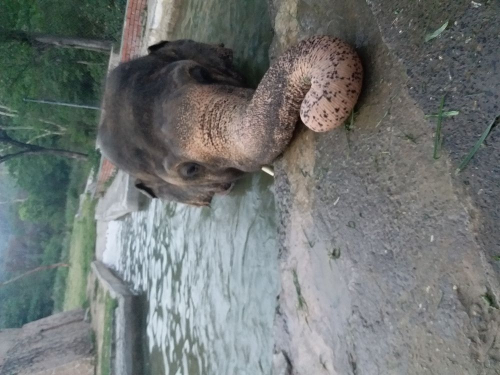 Click of Playing Elephant at Marghuzaar Park Islamabad, Evening time