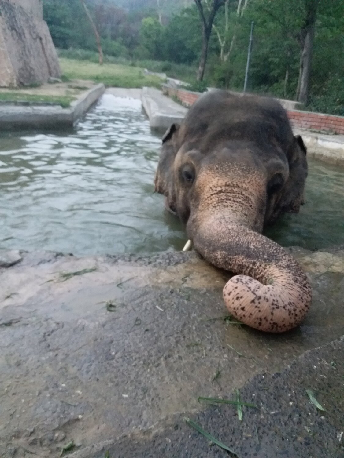 Click of Playing Elephant at Marghuzaar Park Islamabad, Evening time