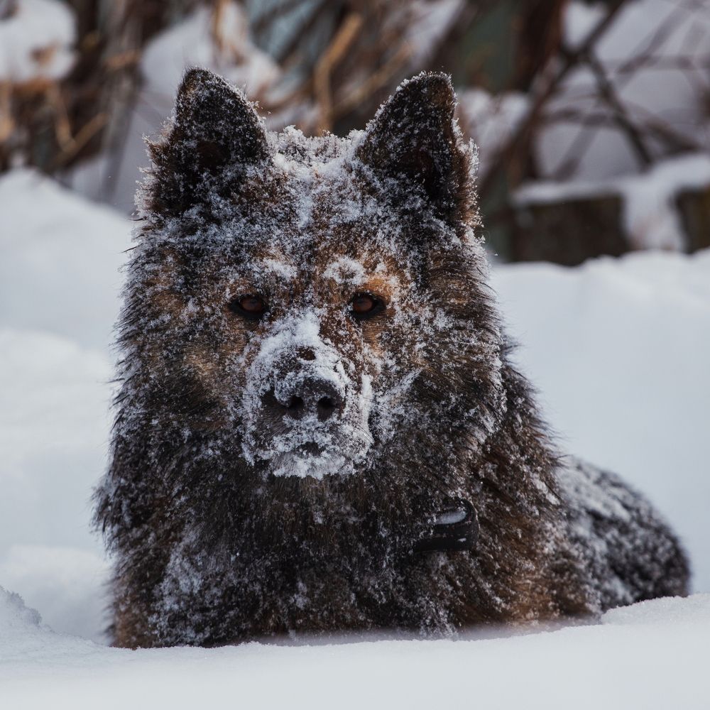 Снежный пёс