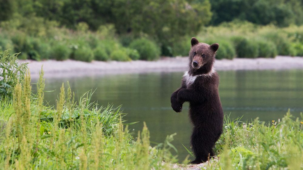 Вы Маму мою не видели?
