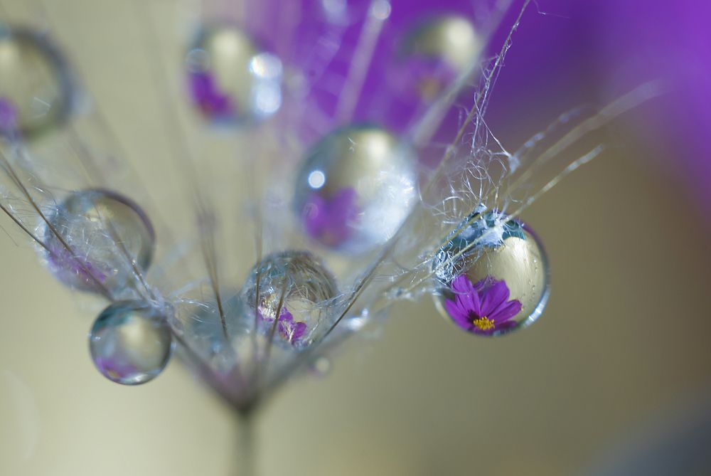 Цветок в капельке