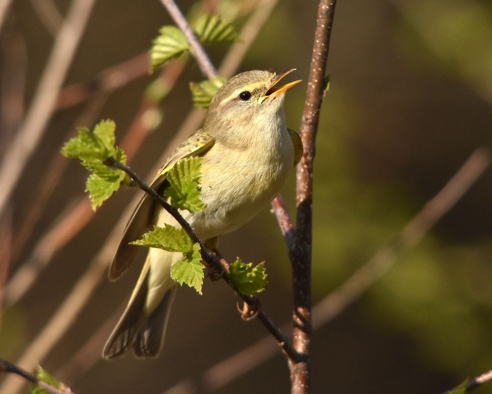 Вестница весны