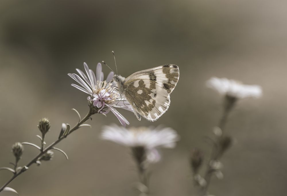 Хрустальная нежность