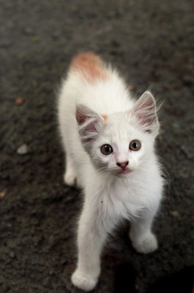 Фотография автора Анна Ватансевер