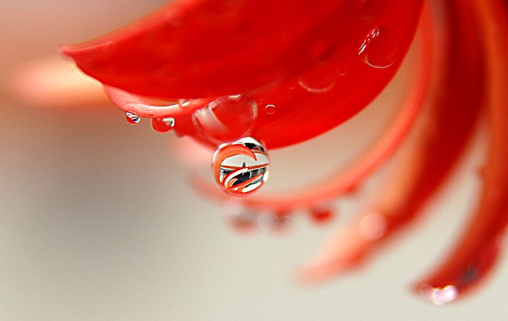 Dew Drops