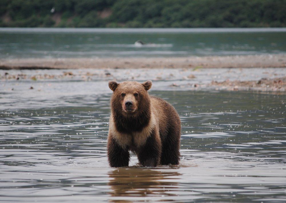 Медвежонок Мотя