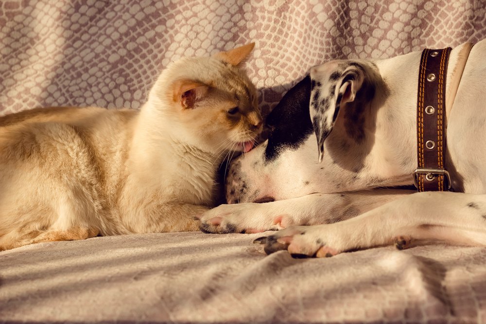 Как кошка с собакой