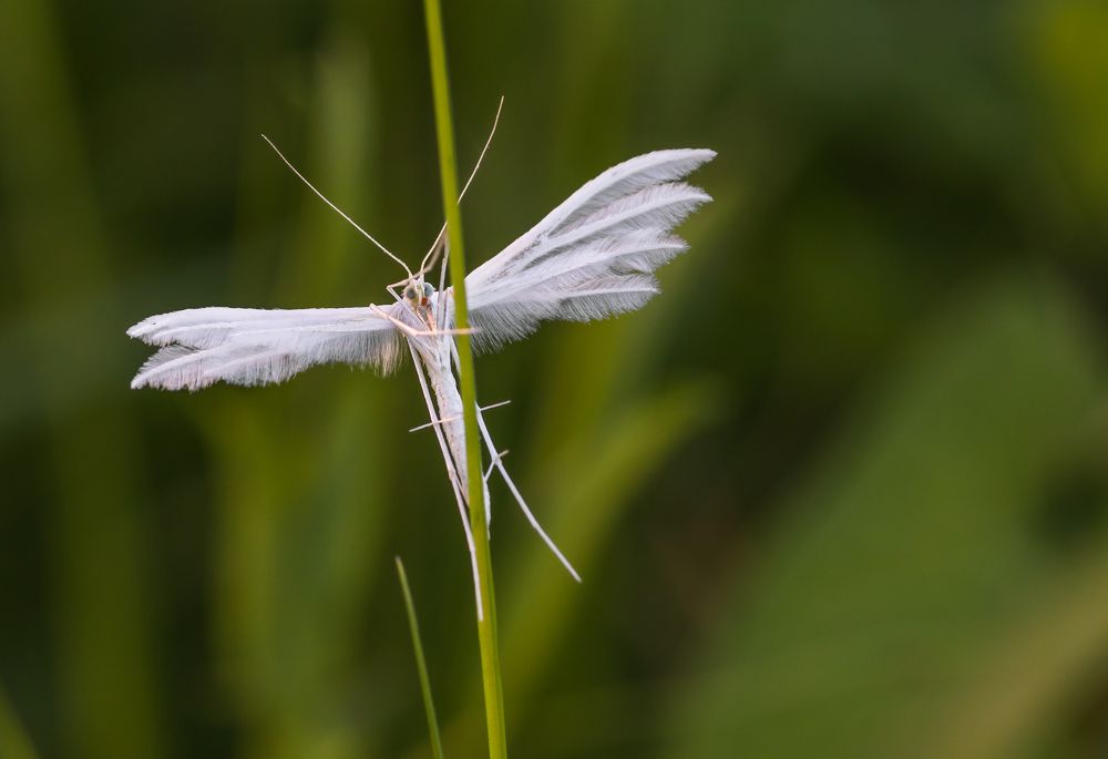 Белый ангел