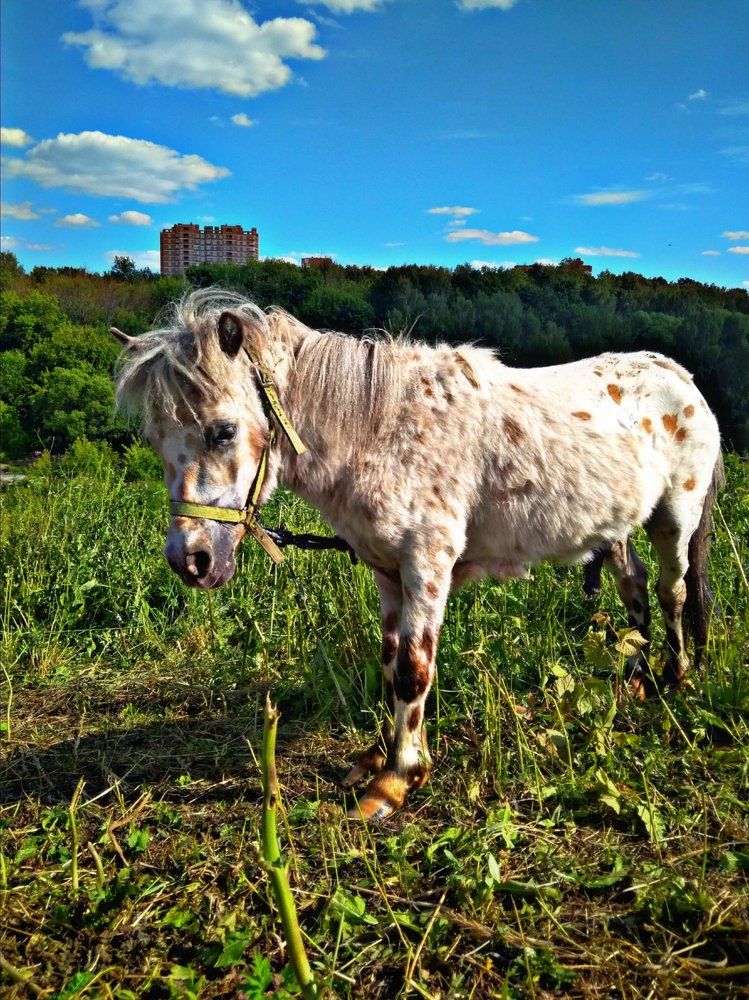 Лошадь в деревне.