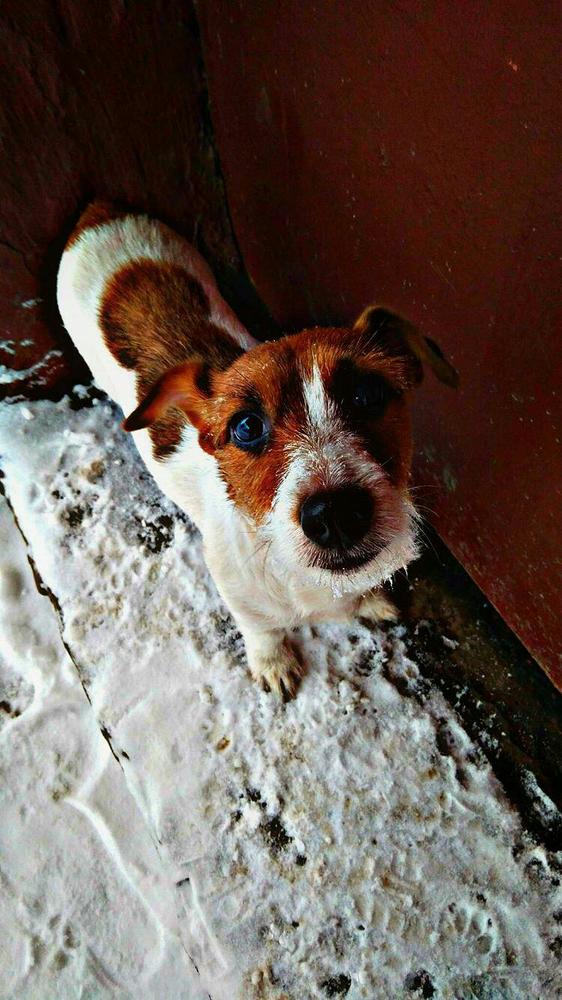 Джек-рассел-терьер на прогулке.