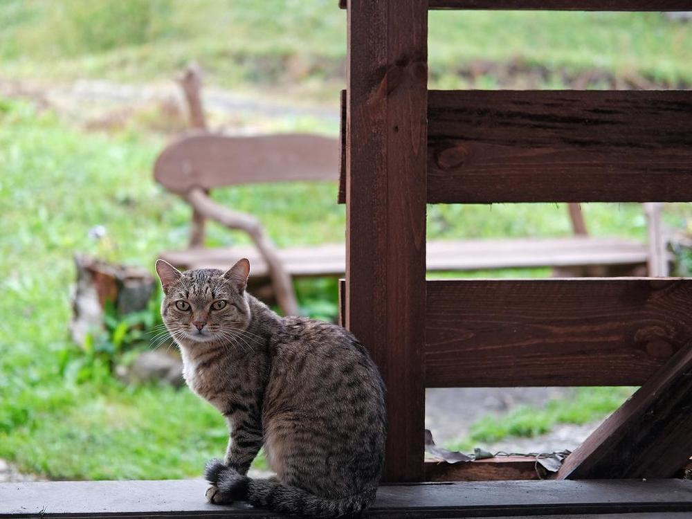 Photograph by Алёна Пичугина