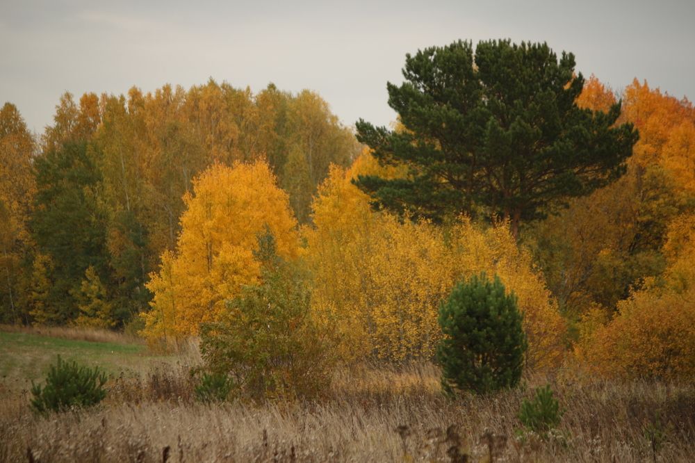 Осенний лес