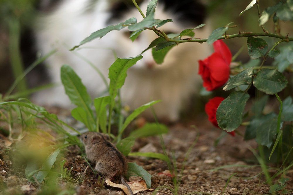 Кошки-мышки