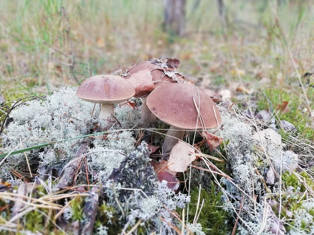 Три богатыря