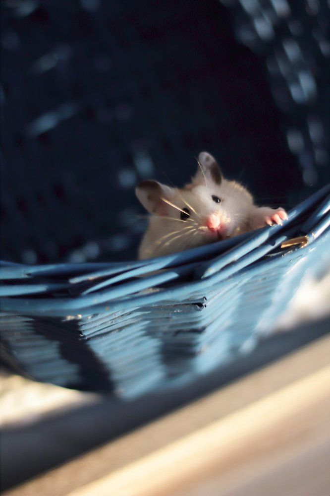 Любопытство