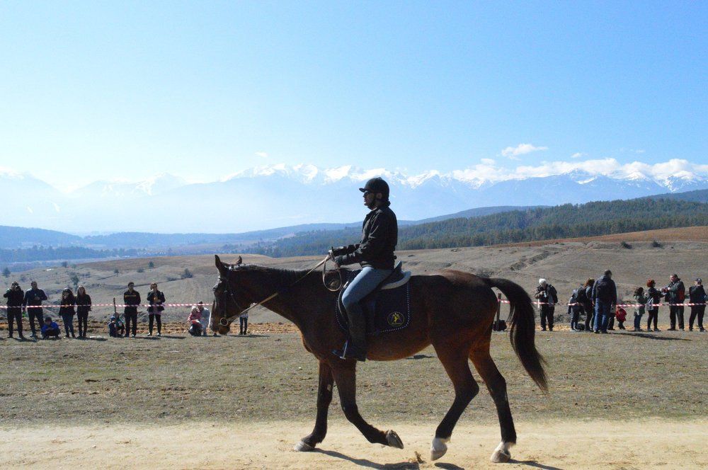 Horse