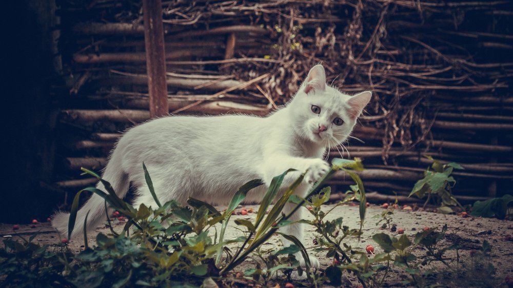 Сосредоточенный котёнок