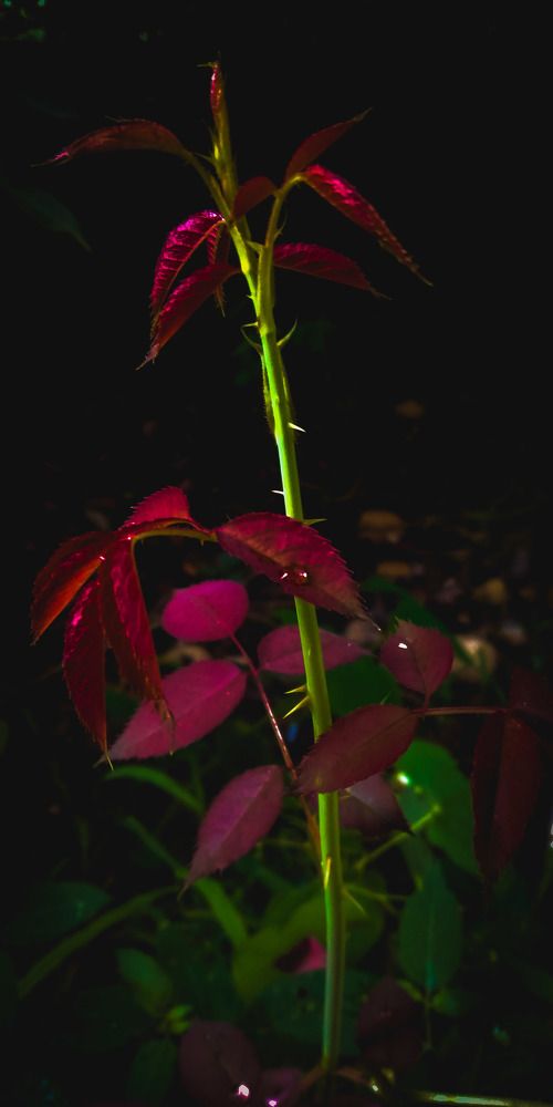 Nature