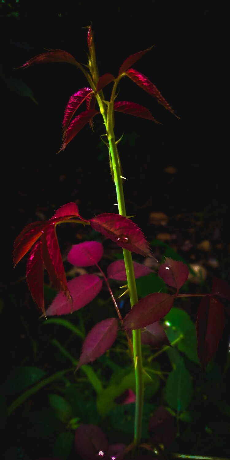 Nature