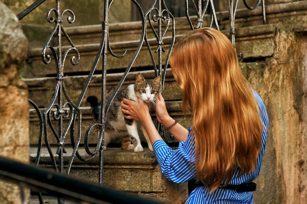 Дворовой котёнок