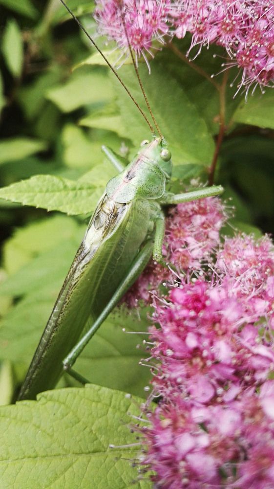 В траве сидела...In the grass sat