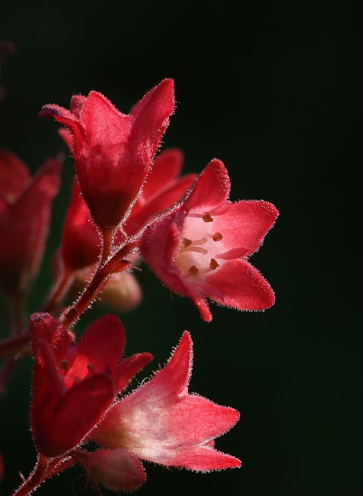 Красное на тёмном