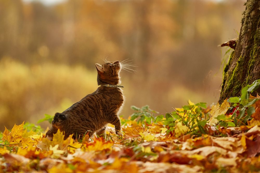 охотник в сказочном лесу