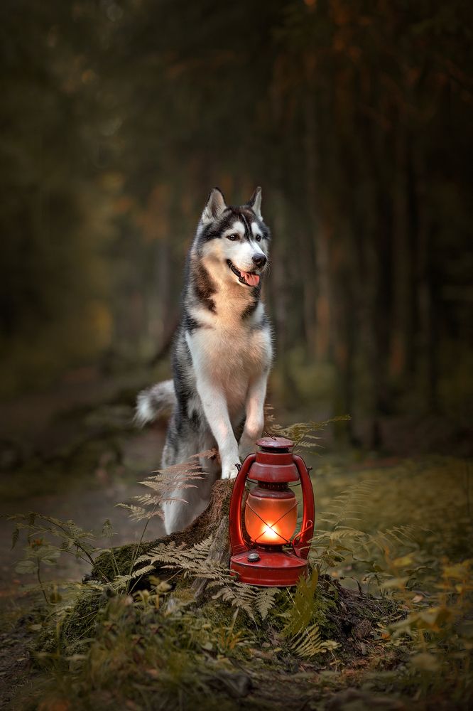 В ОЖИДАНИИ ФЕИ