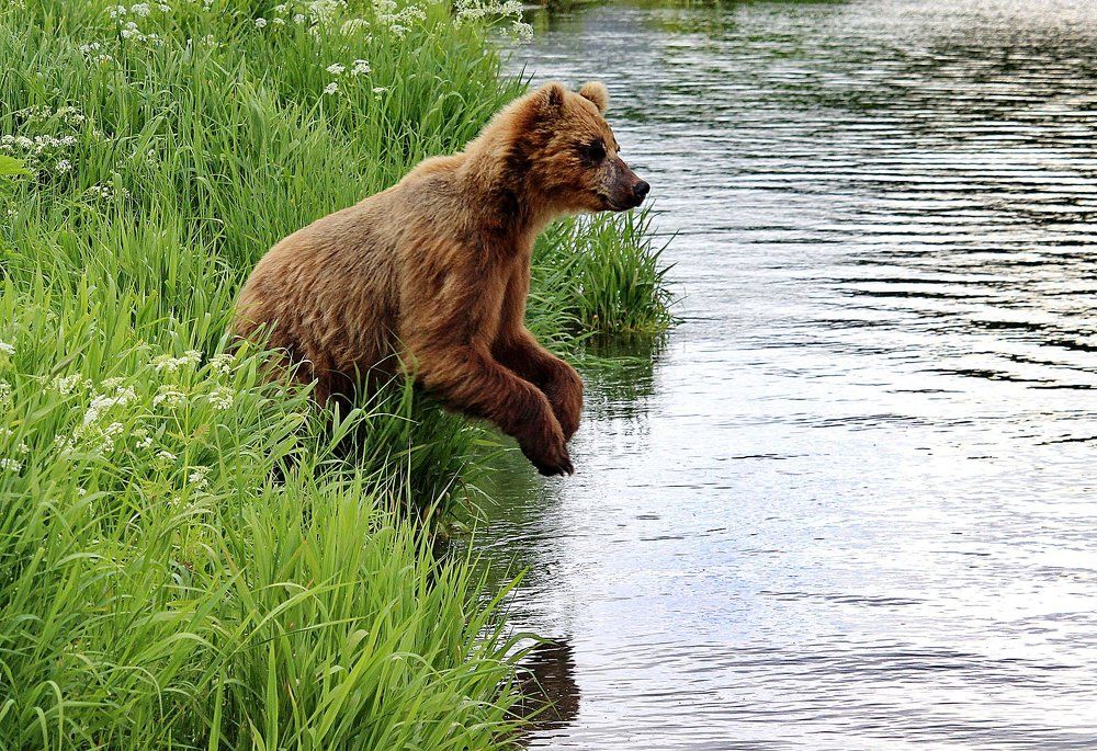 Перед прыжком.