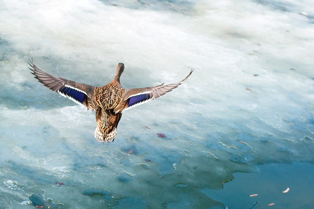 Photograph by Валерия Бунина