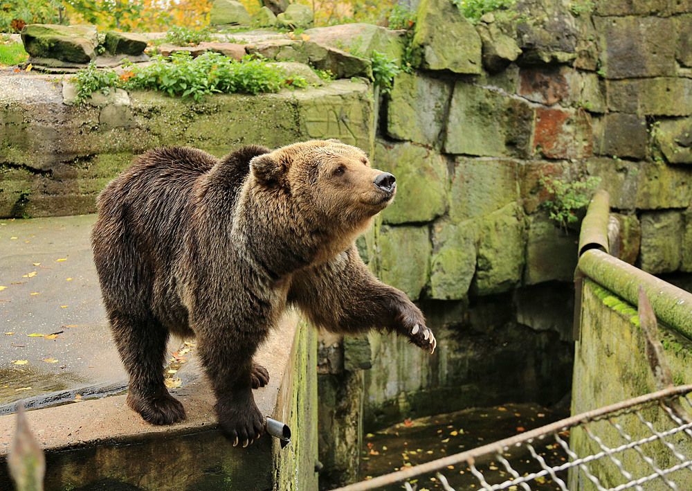 Жизнь медведя в зоопарке.