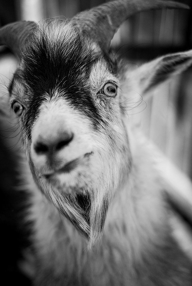 Портрет козы...