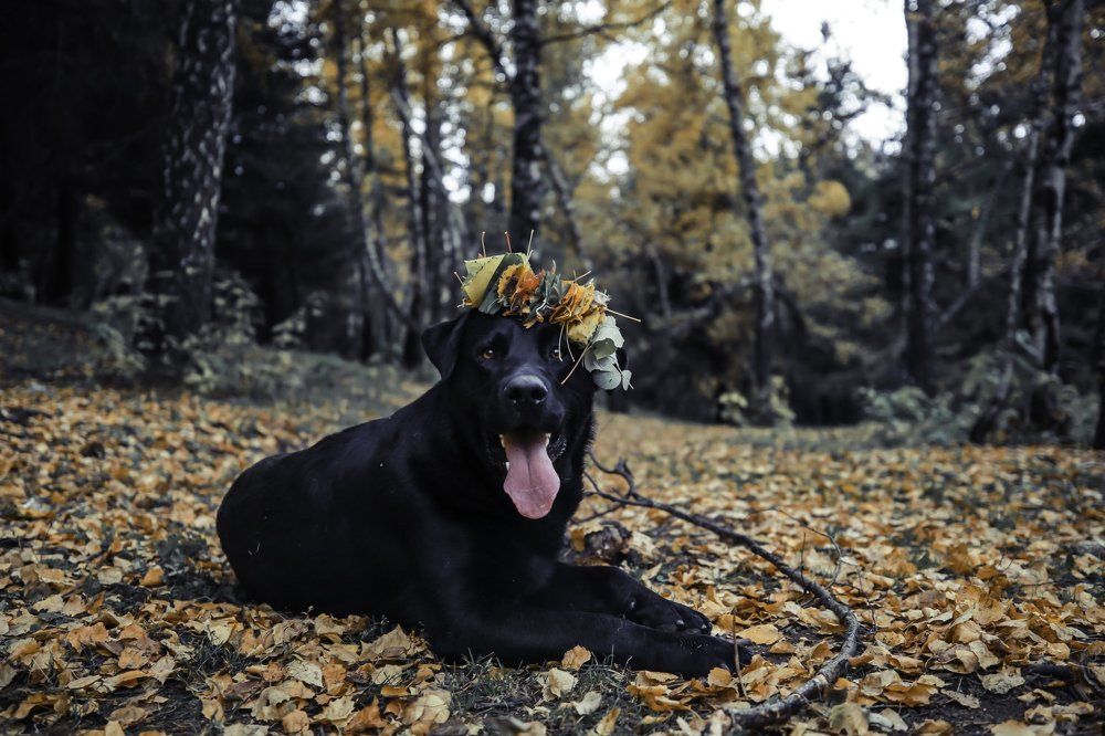 осенняя принцесска