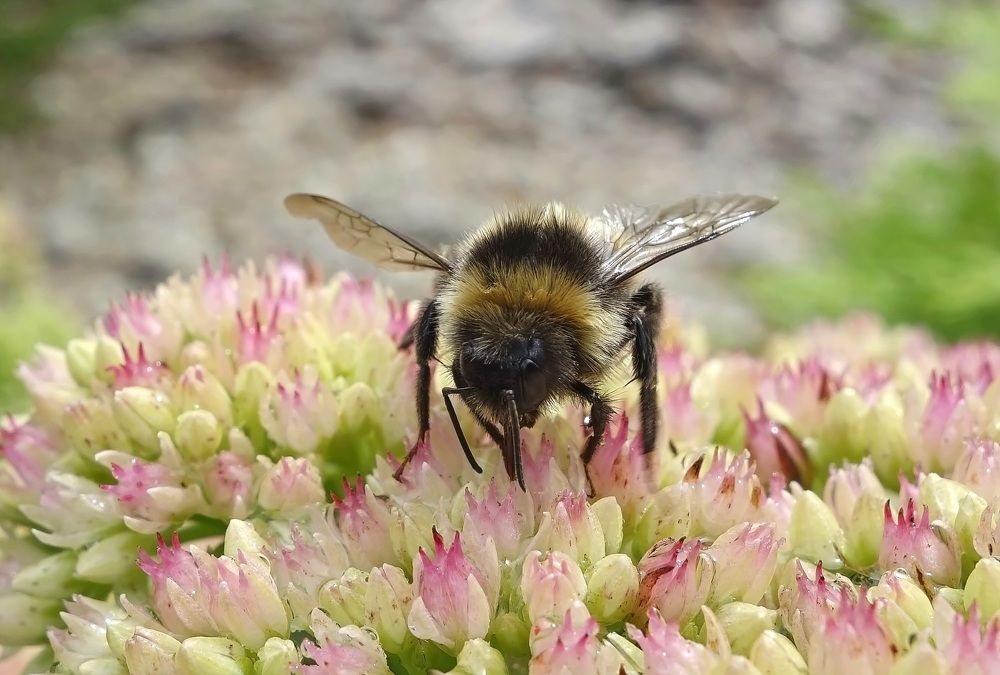 Лохматик, пушистик...