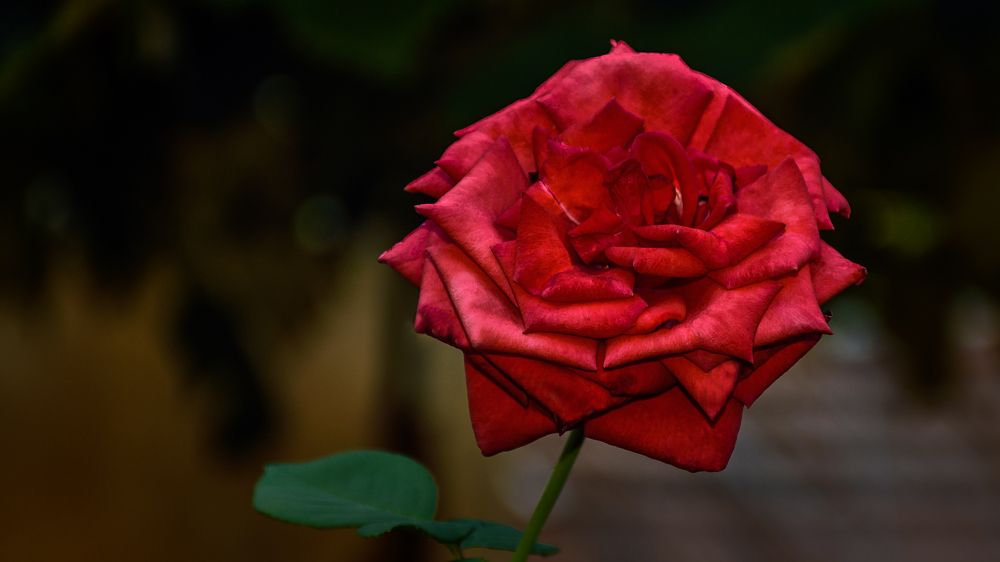 Red Rose in the morning