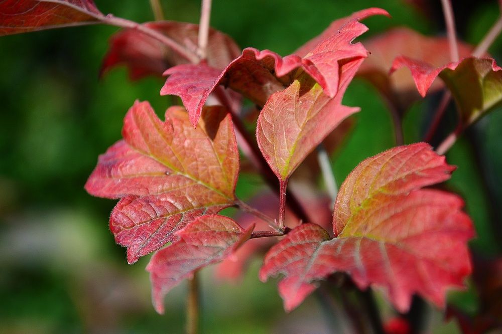 Краски осени.