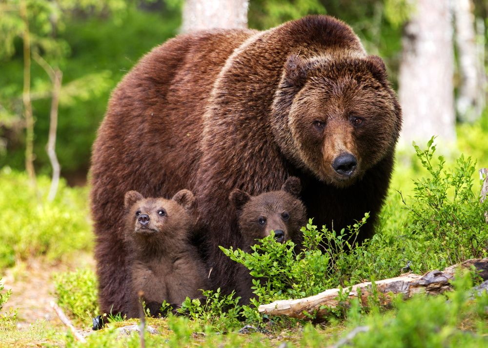 В Карельских лесах