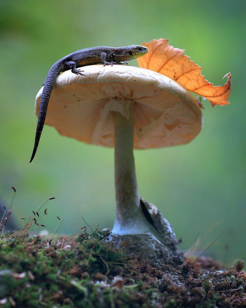 Встречая осень.