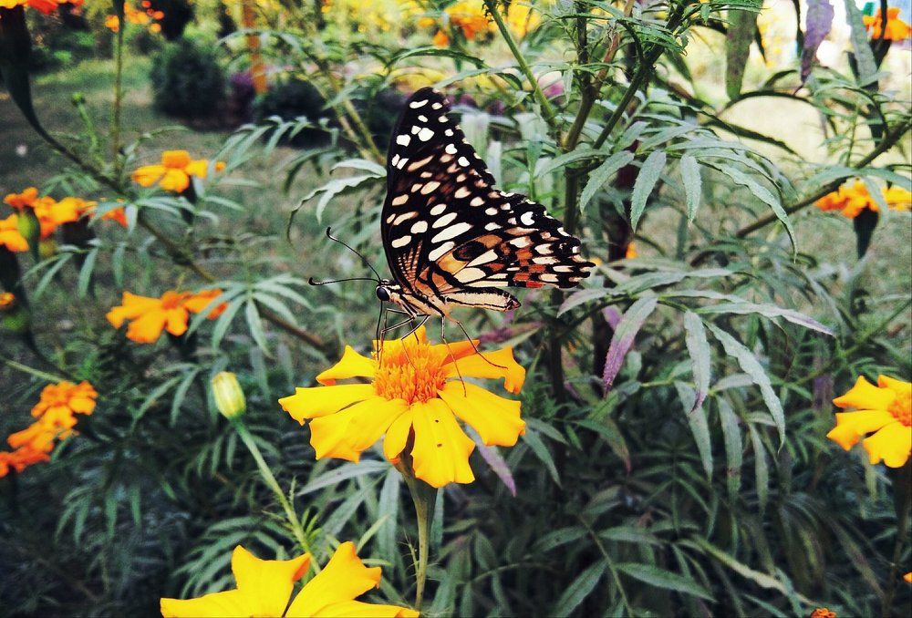 butterfly on the marigold
