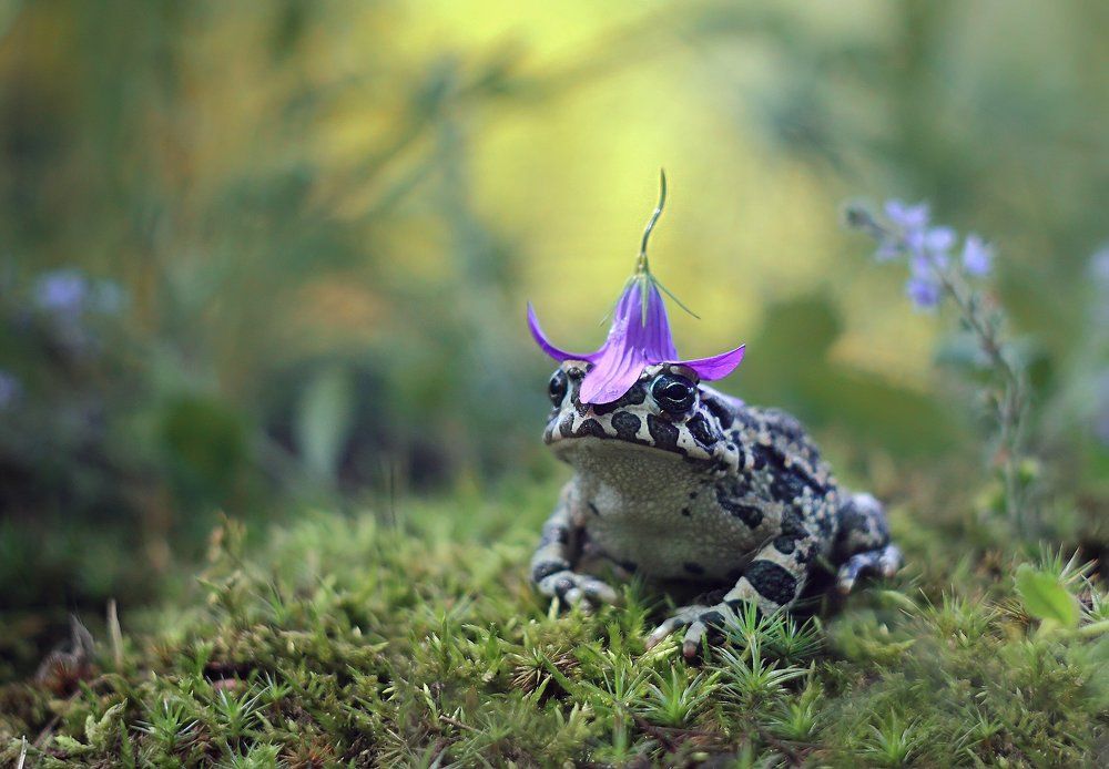 Фотография автора Галина Горькавая