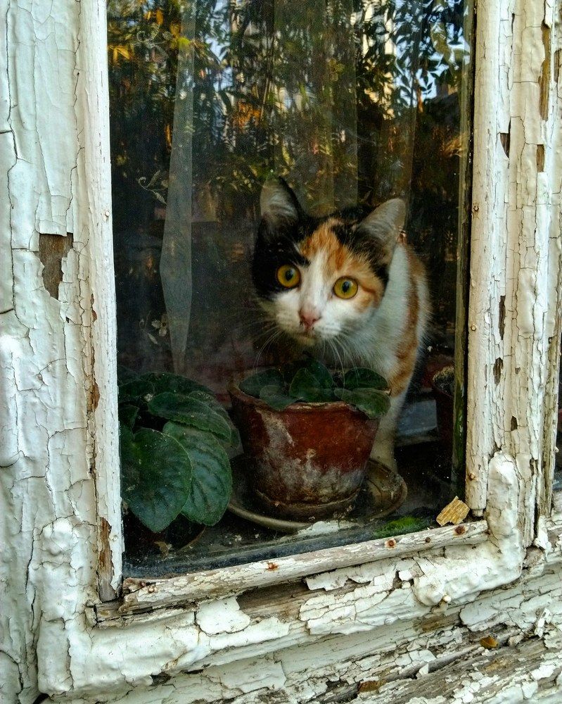 Кошка в окошке.