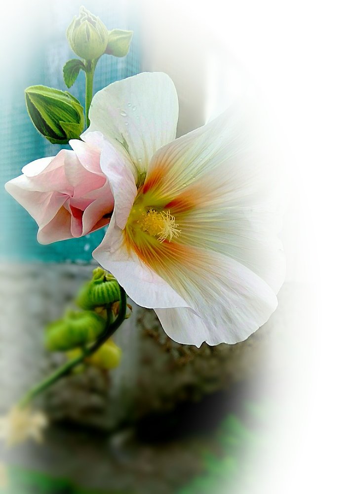 Фотография автора Светлана Дунаева