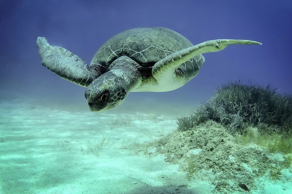 Сколько лет тебе , большая черепаха?