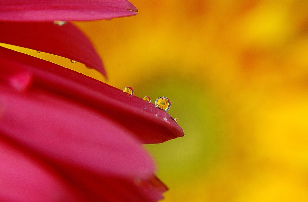 Sunflower Reflection on Dew Drops