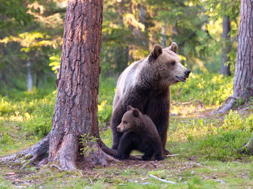 Мамина дочка