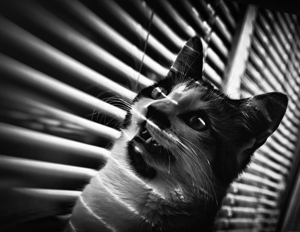 Noir Cat